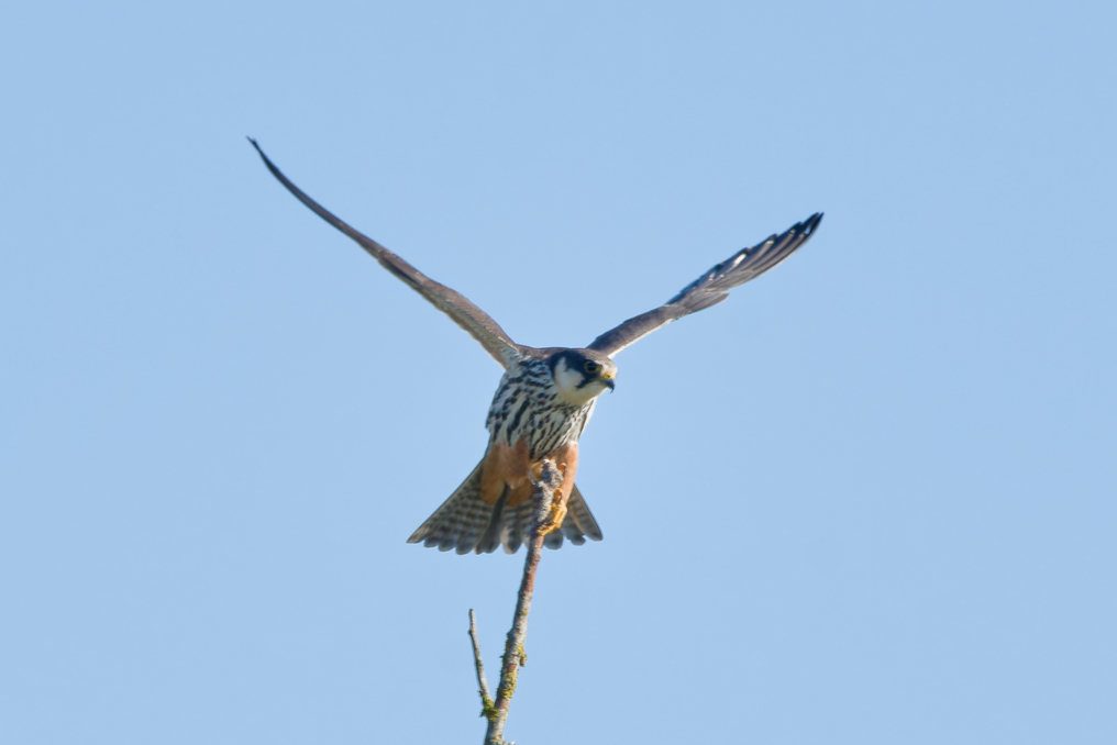 Photo of Hobby